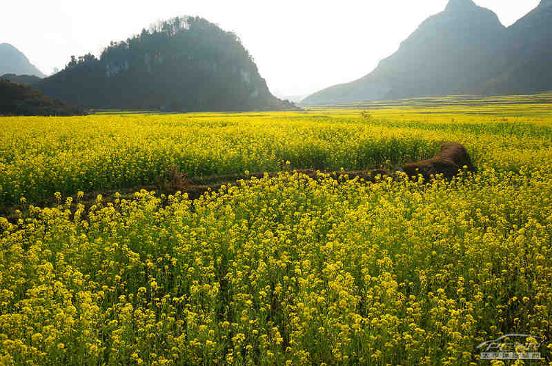 千里单骑桃源梦 贵州云南油菜花春节游